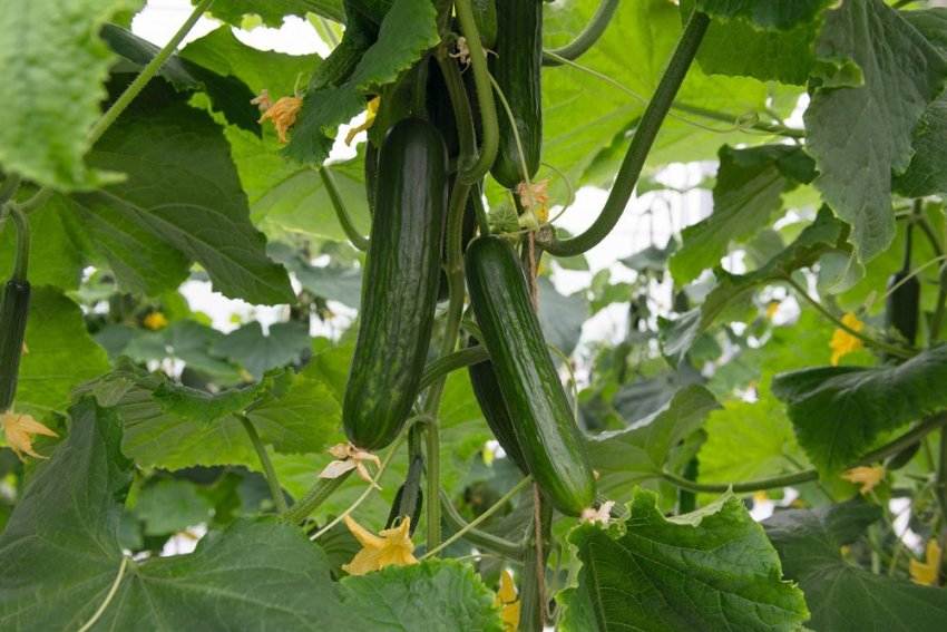 Партенокарпічні огірки Партенокарпічні огірки