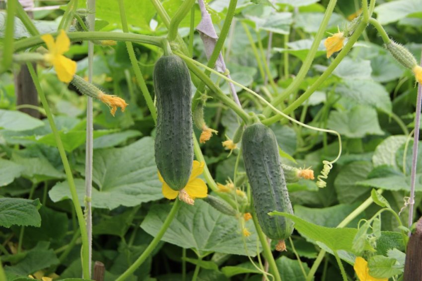 Бджолопильні огірки Бджолопильні огірки