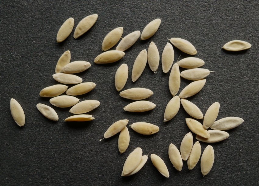 Насіння огірків Насіння огірків