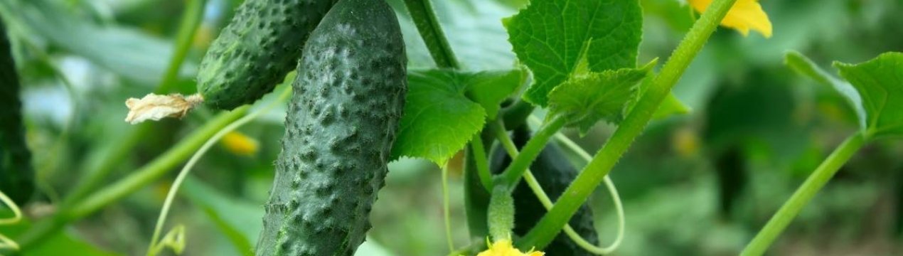 Пчелоопилювані та партенокарпічні огірки ─ в чому різниця