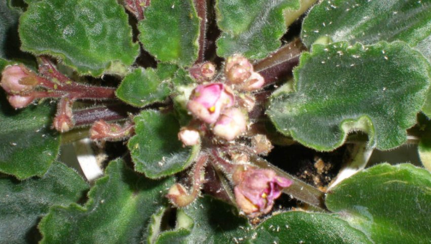 Шкідники фіалок Шкідники фіалок