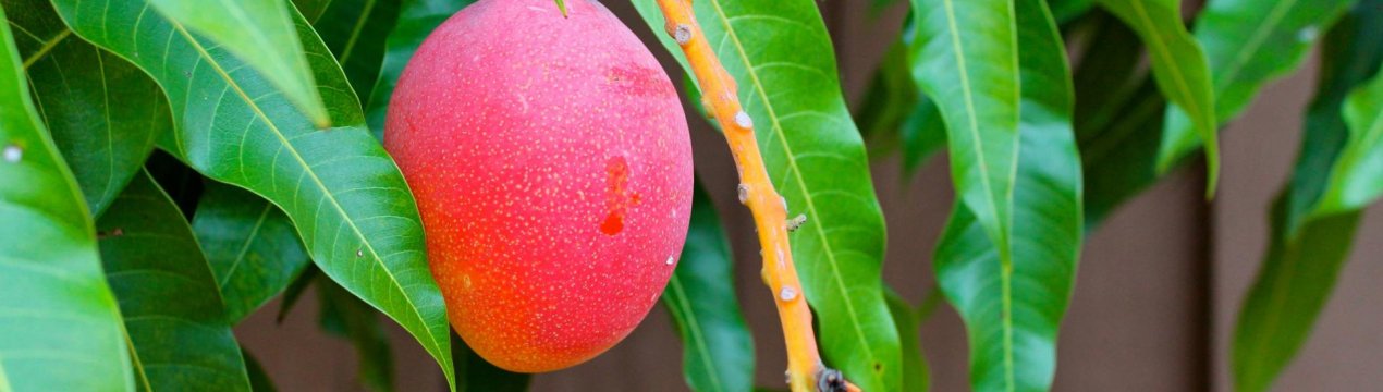 Як виростити манго з кісточки в домашніх умовах