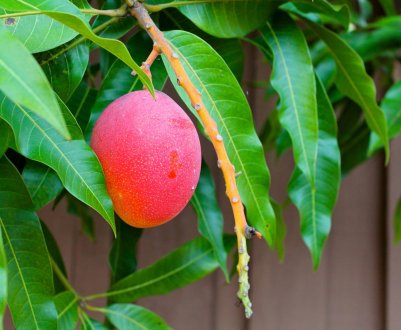 Як виростити манго з кісточки в домашніх умовах