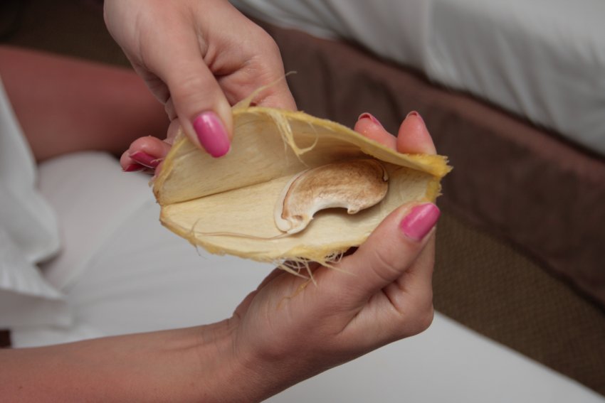 Мангове насіння