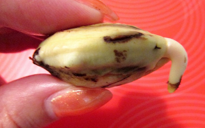 Проросла кісточка манго