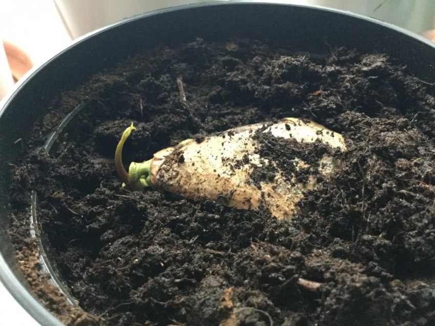 Висадка манго в землю