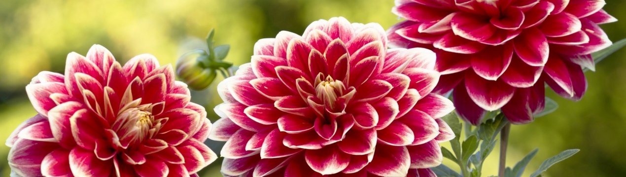 Вегетативні способи розмноження георгін