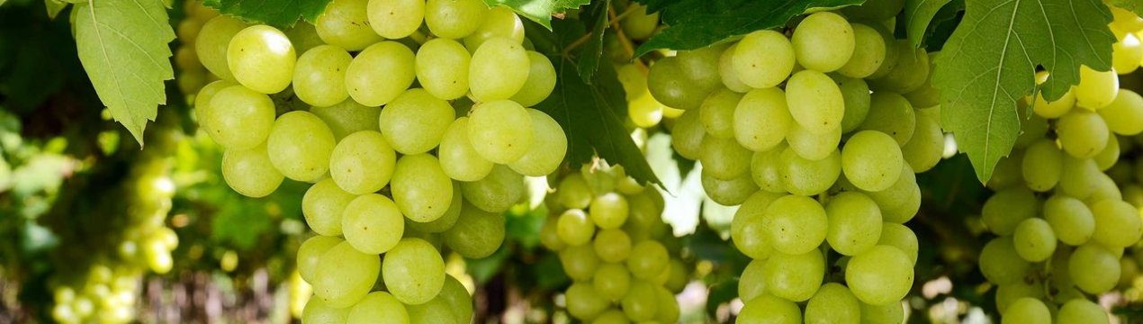 Правительство Іспанії забуває про сільське господарство Аліканте