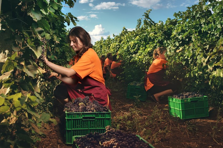 Збирачі винограду