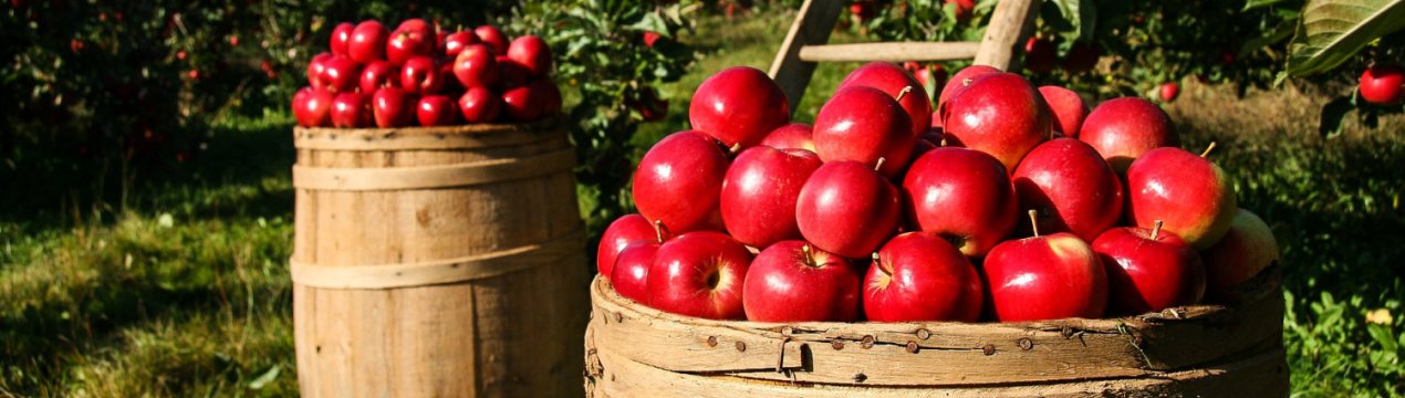 800 ірландських збирачів фруктів і овочів потрібно для збору врожаю