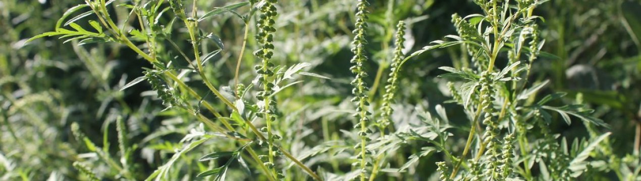 Ви повинні захистити себе від амброзії зараз!