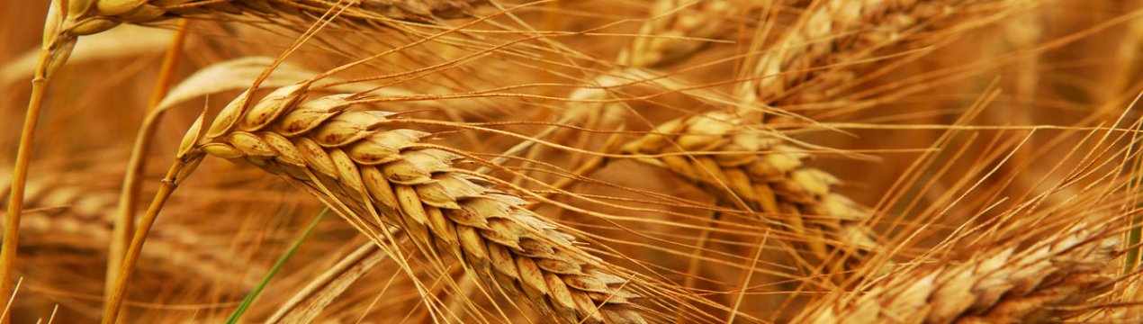 С дощами пшениця в Добричському районі Болгарії почала проростати