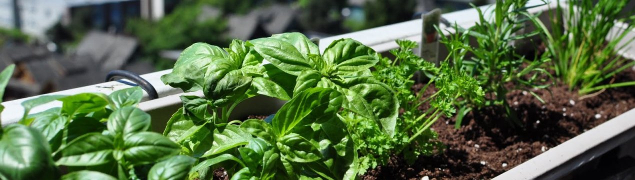 Зелень на підвіконні: вирощування в домашніх умовах