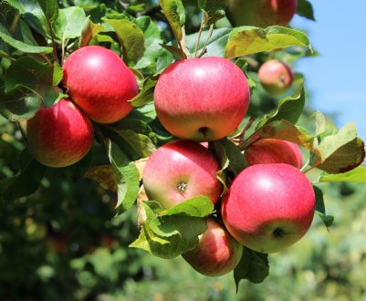 7 найсолодших сортів яблук
