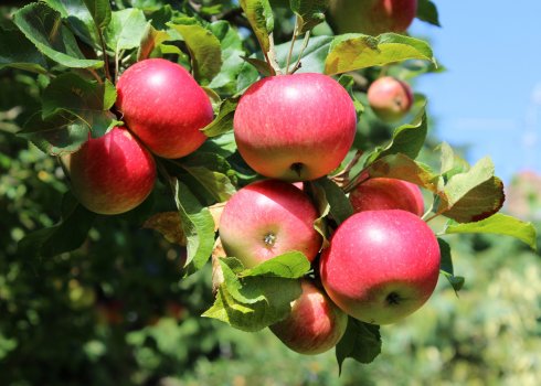 7 найсолодших сортів яблук