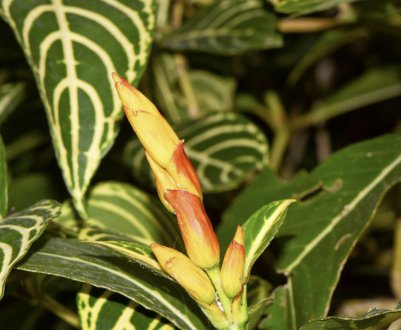 Квітка санхеция: догляд в домашніх умовах