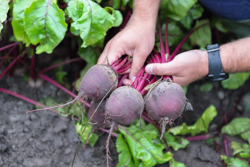Ранньодозрілий буряк