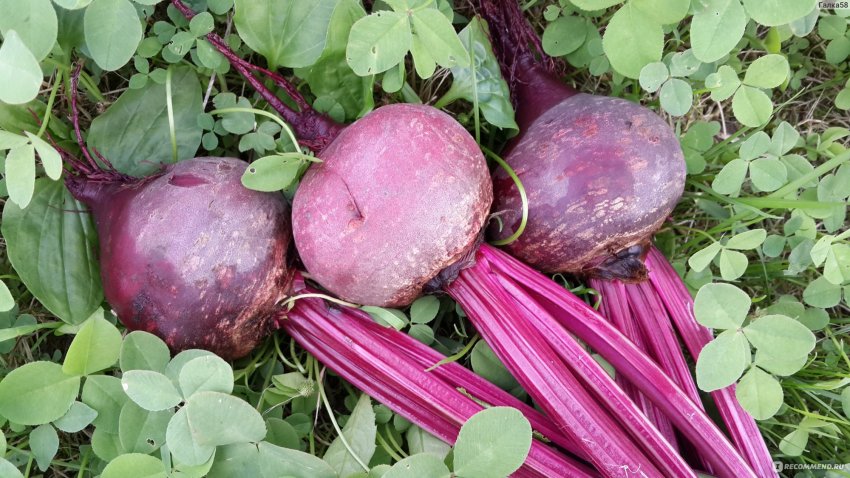 Буряк Детройт