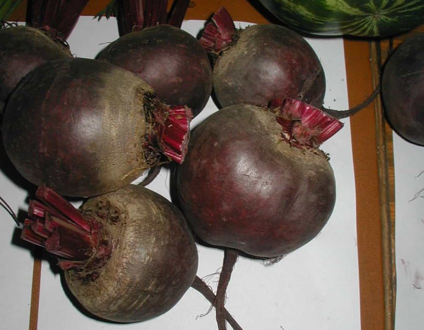 Буряк Ліберо