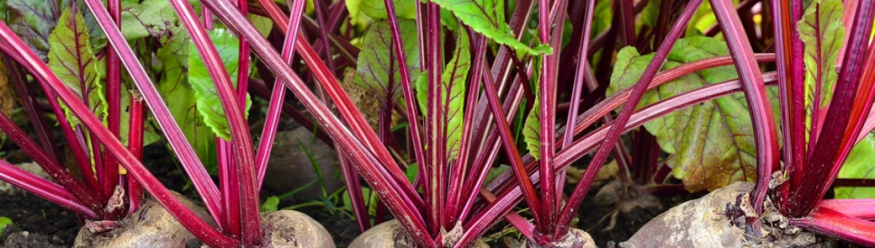 6 кращих сортів буряка для відкритого ґрунту