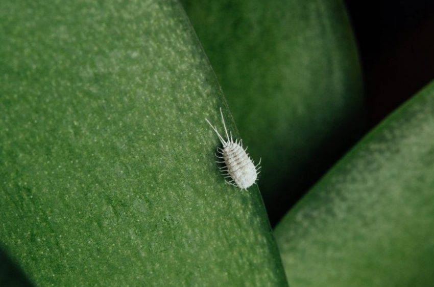 Попелиця Попелиця