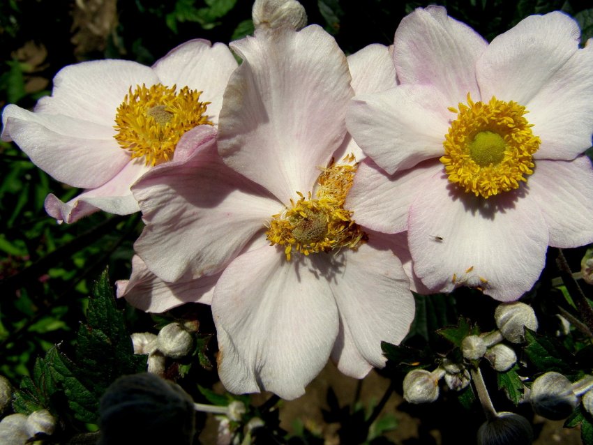 Анемона японська