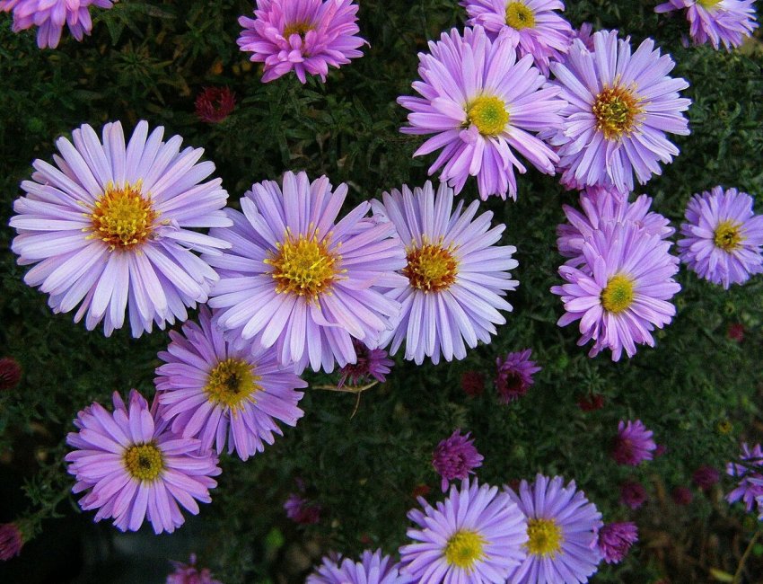 Астра кущова