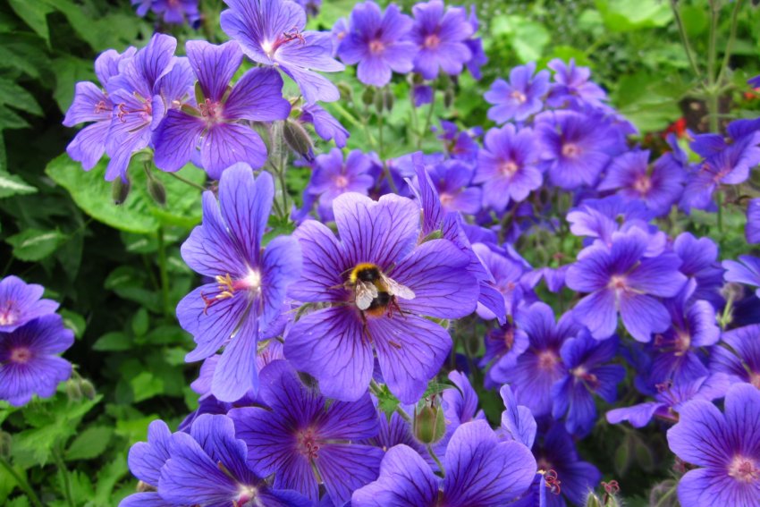 Герань величезна