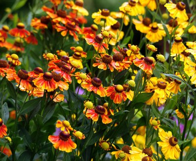 12 кращих багаторічників для вашого саду