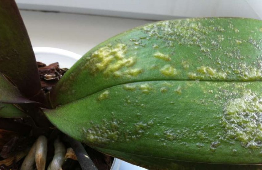 Трипси Трипси