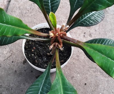 Отруйний і чим небезпечний молочай?