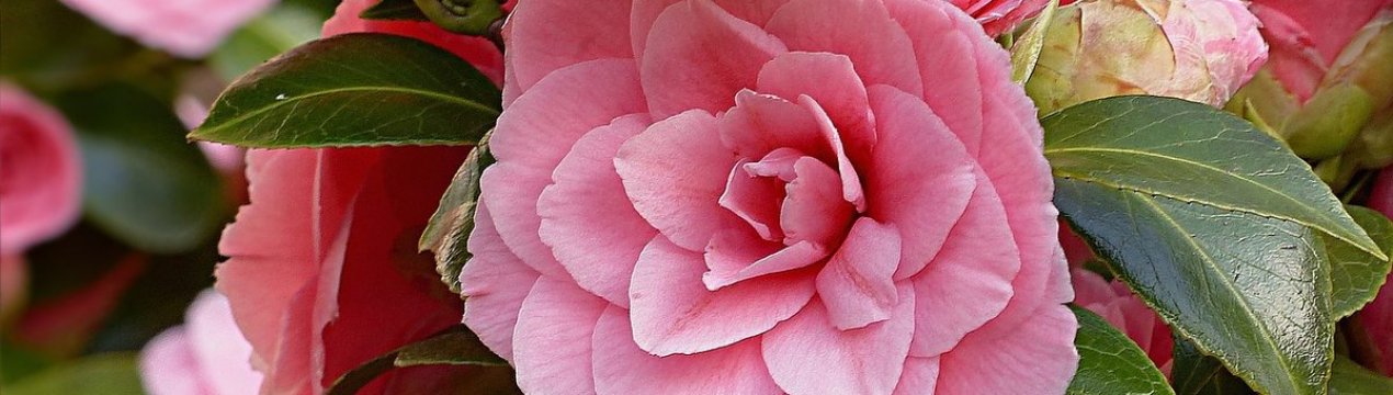 9 пишних кущів квітучих все літо