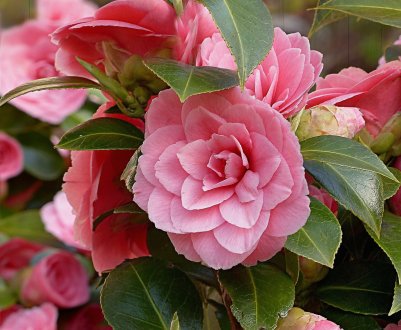 9 пишних кущів квітучих все літо