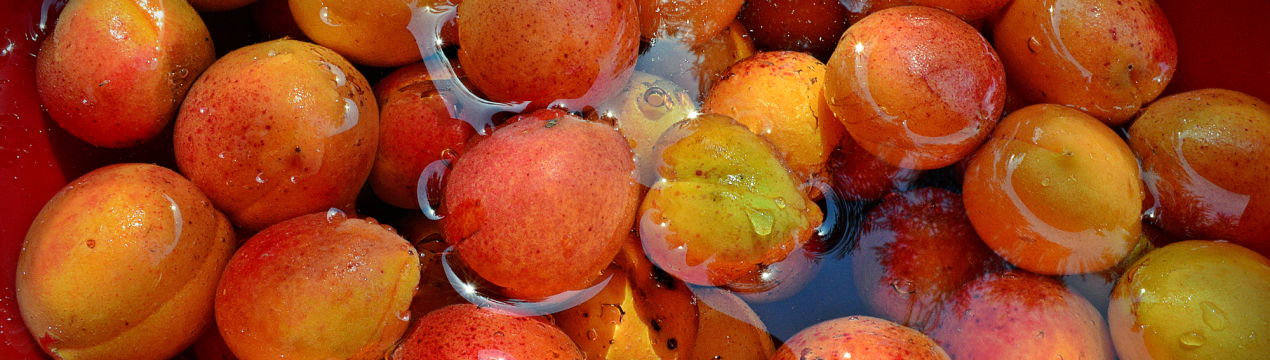 10 кращих сортів абрикос