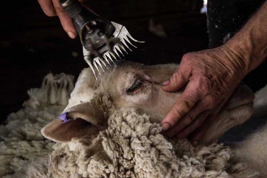 Стрижка вівцей