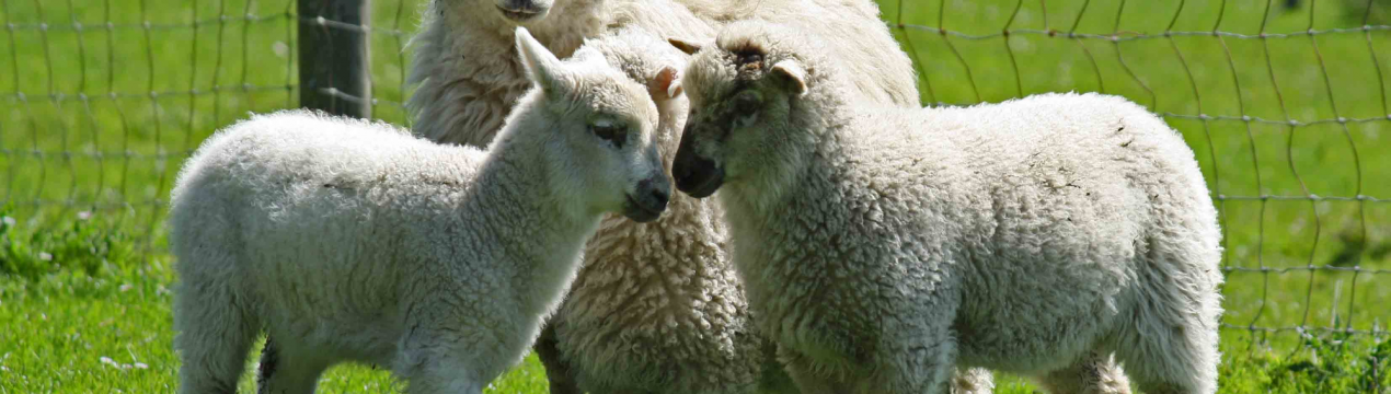 Уругвайські барбери прибудуть в Іспанію