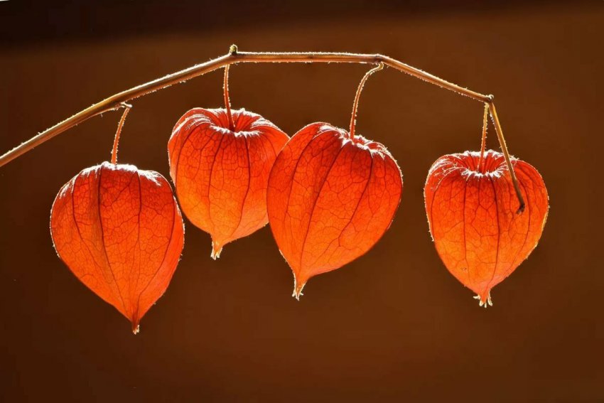 Фізаліс: вирощування та догляд за рослиною Фізаліс: вирощування та догляд за рослиною