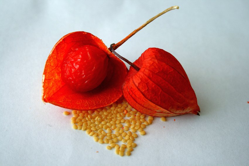 Наасіння фізаліса Наасіння фізаліса