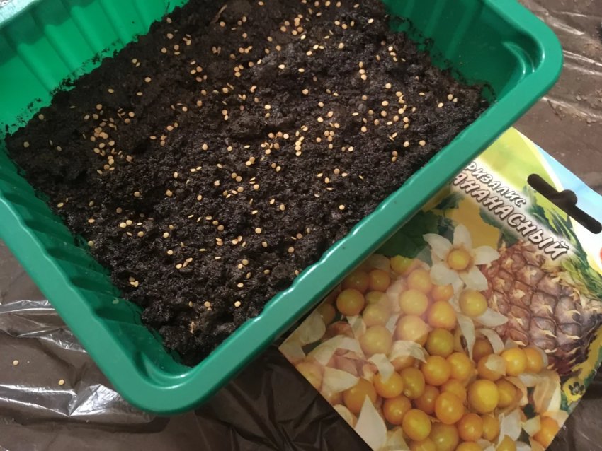 Посів фізаліса Посів фізаліса