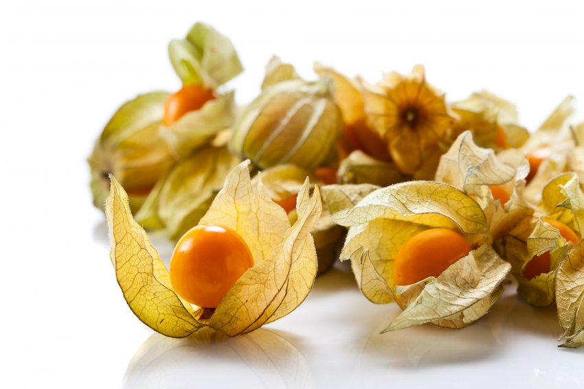 Фізаліс: вирощування та догляд за рослиною Фізаліс: вирощування та догляд за рослиною