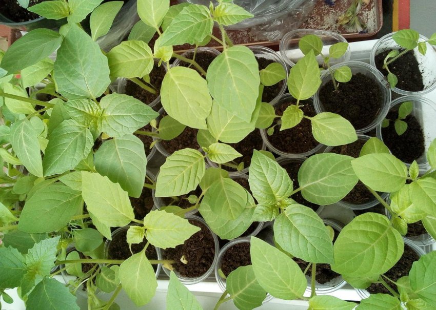 Рассада фізаліса Рассада фізаліса