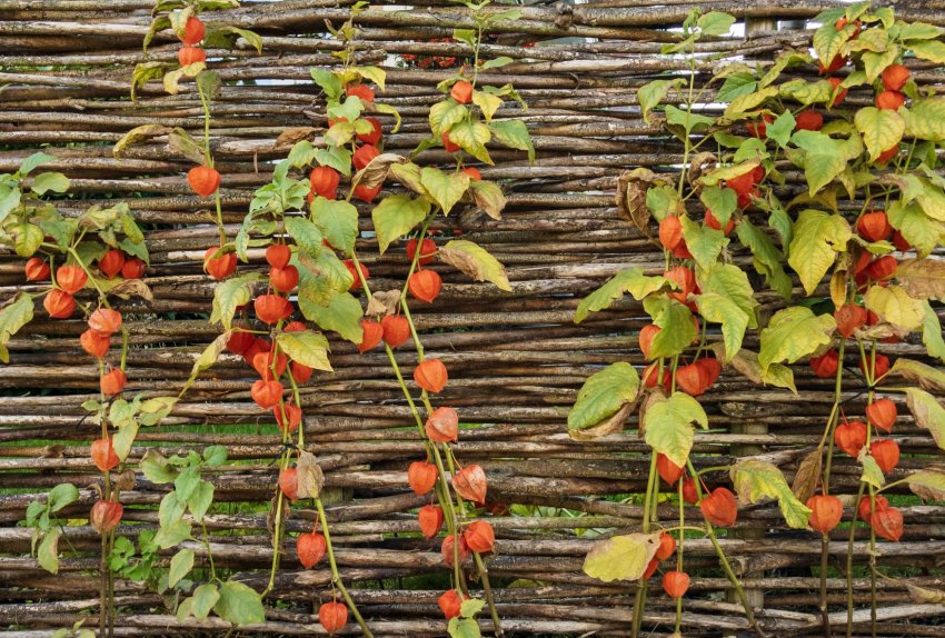 Доросле рослина Доросле рослина