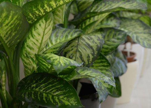 Чому жовтіє листя у диффенбахии