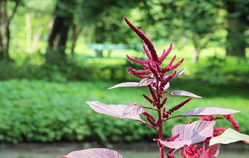 Амарант Амарант