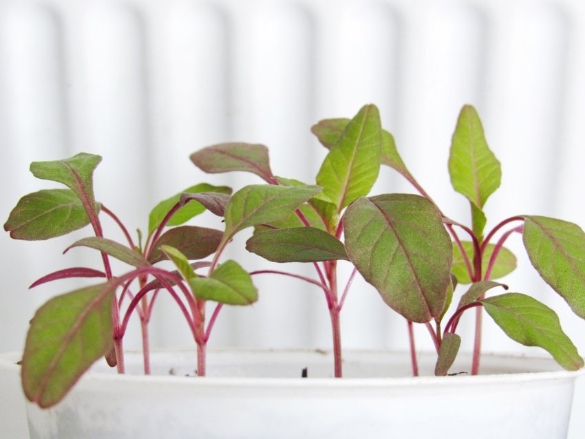 Рассада амаранта Рассада амаранта