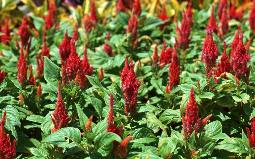 Амарант Амарант