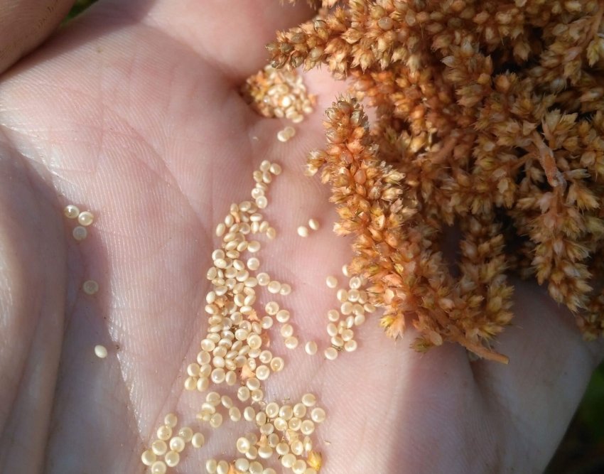 Сбор семян амаранта Сбор семян амаранта