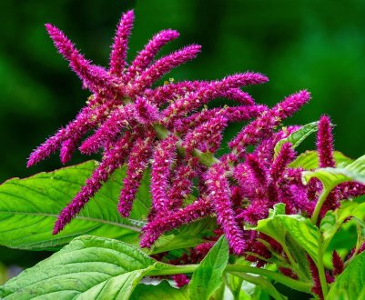 Амарант — гість з теплих країн