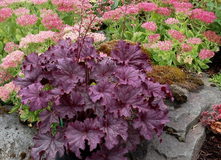 Гейхера Гейхера