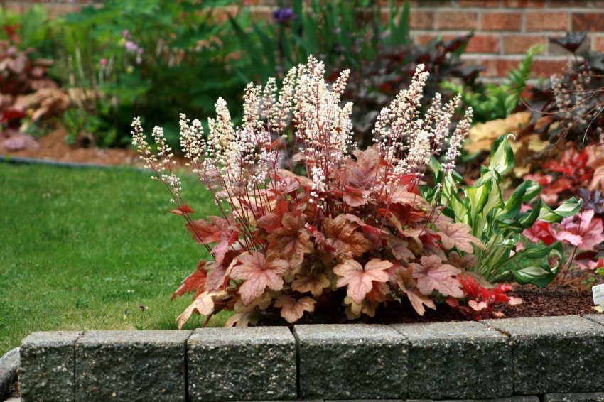 Поєднання гейхери і гостей Поєднання гейхери і гостей